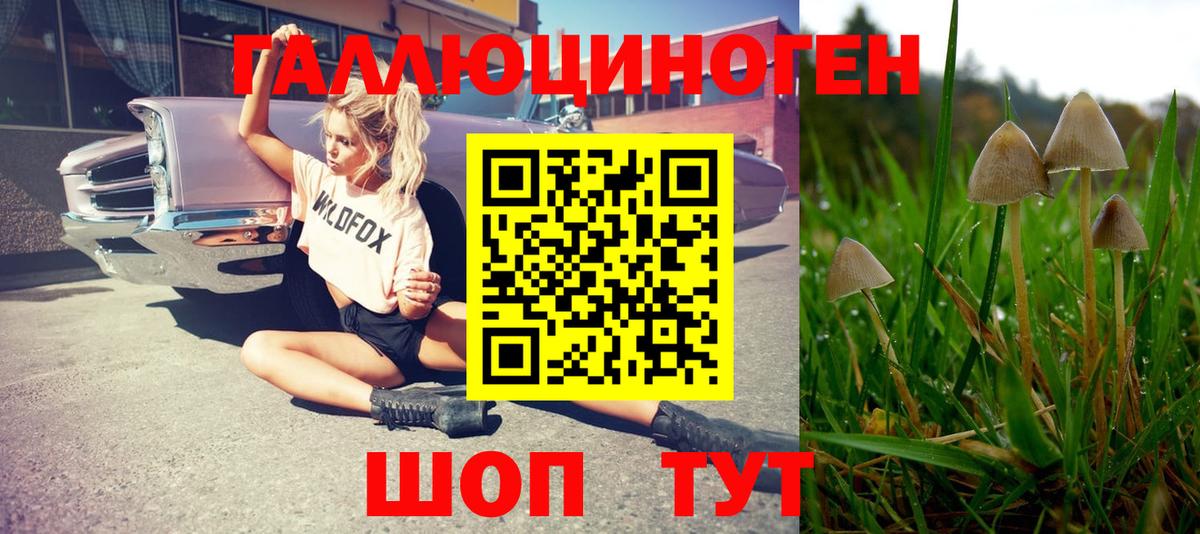 Псилоцибиновые грибы GOLDEN TEACHER Кызыл